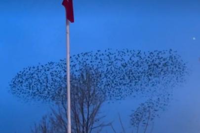 Kuşların Türk bayrağı çevresindeki mest eden dansı kamerada