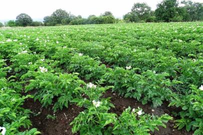 Kütahya’da patates üreticilerine ’Bitki Pasaportu’ uyarısı