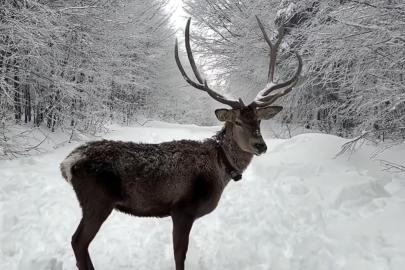 Kuzuyayla’da tatilcilere kar ve kızıl geyik sürprizi