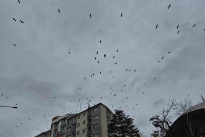 Leyleklerin gökyüzündeki dansı görsel şölen oluşturdu