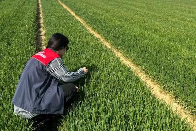 Lüleburgaz ve Pehlivanköy’de hububat tarlaları mercek altında