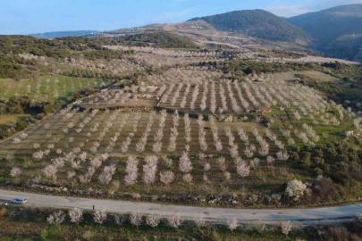 Manisa’da badem ağaçları çiçeklerle bezendi