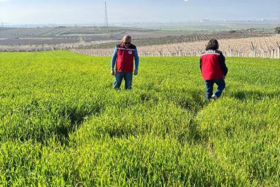Manisa’da buğday üreticilerine ‘Septorya’ uyarısı