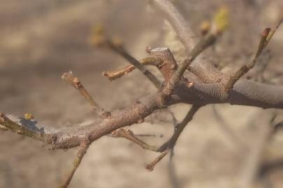 Manisa’da meyve ağaçlarına ateş yanıklığı uyarısı