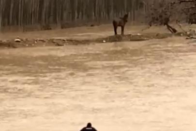 Mardin’de sel sularına giren vatandaş atını kurtardı
