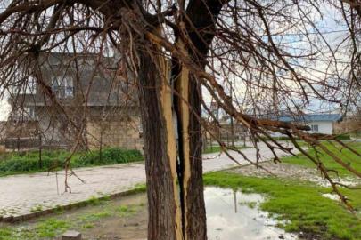 Mardin’de yıldırımın isabet ettiği ağaç ikiye bölündü