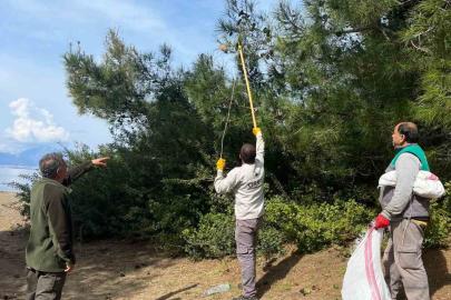 Marmaris’te çam kese böceğine karşı  ’mekanik ve biyolojik yöntemlerle mücadele’ sürüyor