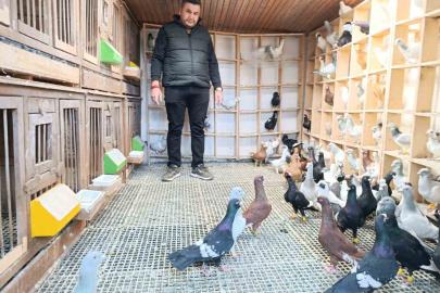 Memurluğu bırakıp güvercin yetiştiricisi oldu, otomobil fiyatına satıyor