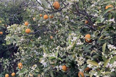 Mersin portakal kokmaya başladı: Dalında kalan ürünler toplanmadan çiçekler açtı