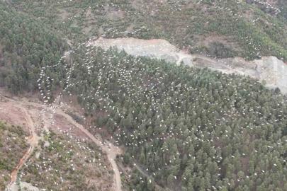 Mersin’de ak pelikanların dansı görsel şölen sundu