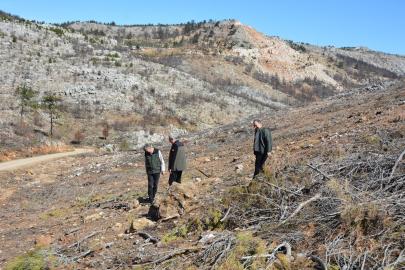 Mersin’de yangın sahalarında doğa yeniden canlanıyor
