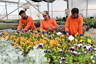 Muratpaşa’dan örnek bitki üretim modeli