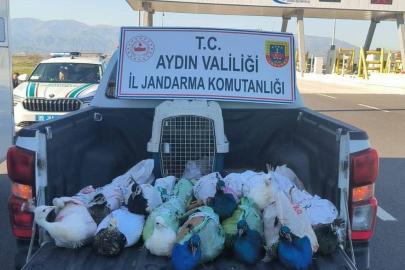 Nazilli’de tavus kuşu operasyonu