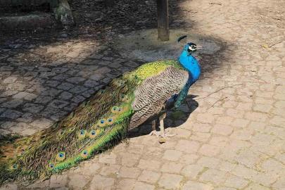 Otobüs bagajından hayvanat bahçesine