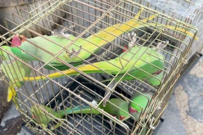 Petshop denetiminde 39 papağana el konuldu
