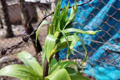 Sadece 20 günlük ömrü var: Bu çiçeği koparmanın cezası 700 bin lira