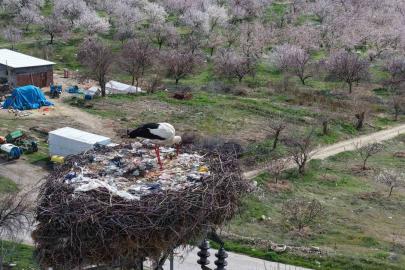 Sadık misafir leylek 10 yıldır yolunu şaşırmıyor