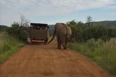 Safari turunda Türk turistleri fil kovaladı