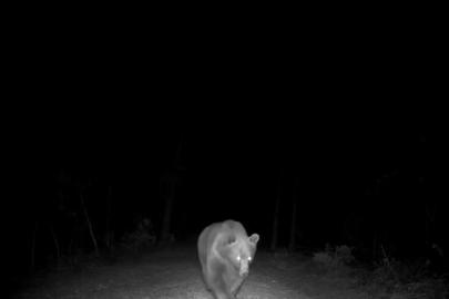Safranbolu’da boz ayı fotokapanla görüntülendi