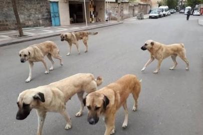 Sahipli hayvanını terk edene 108 bin TL ceza