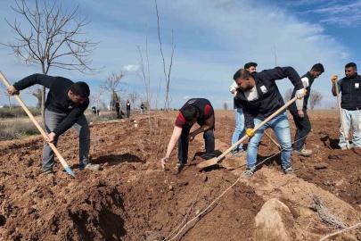 Şanlıurfa Büyükşehir Belediyesi’nden 20 bin çınarlık yeşil hamle