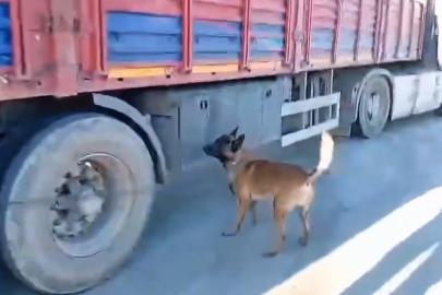 Şanlıurfa’da narkotik köpeği milyonluk uyuşturucu sevkiyatına geçit vermedi