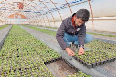 Şanlıurfa’da seralarda 400 bin yazlık çiçek üretiliyor