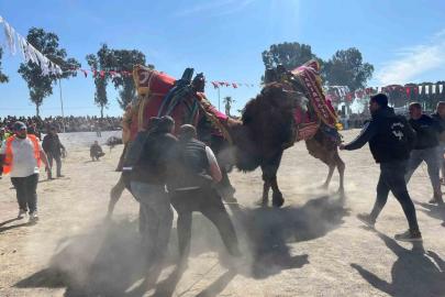 Şap karantinası kalktı, deve güreşleri İncirliova’da başladı