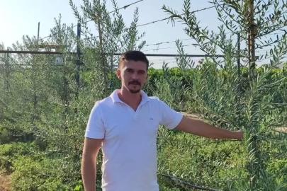 Sarıgöl’de ’bodur’ zeytin dönemi