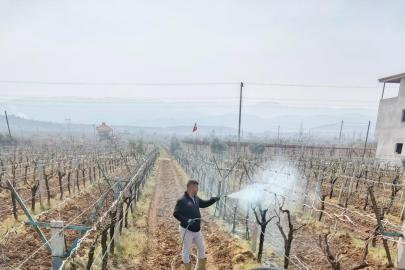 Sarıgöl’de ölü kol hastalığıyla mücadele başladı