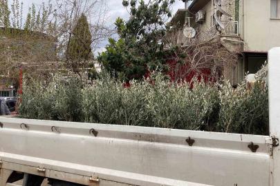 Sarıgöl’de Trilye zeytin fidanına yoğun ilgi
