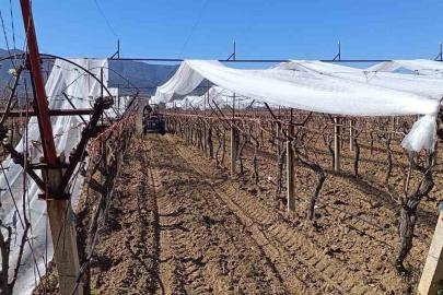 Sarıgöl’de üzüm bağları doluya karşı fileyle korunuyor