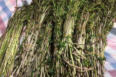 Sarıgöl’de yaban otları paraya dönüştü