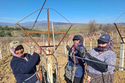 Sarıgöllü kadınlar 8 Mart’ı bağlarda çalışarak kutladı