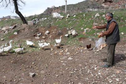 Şehirde renkli görüntüler oluşturan firari kazlar, yuvalarında görüntülendi