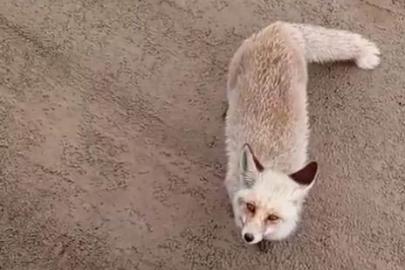 Siirt’te aç kalan tilki işçilerin yanına geldi