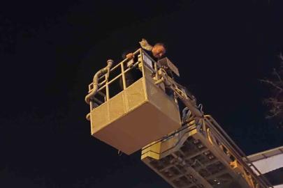 Siirt’te ağaçta mahsur kalan kedi itfaiye ekiplerince kurtarıldı