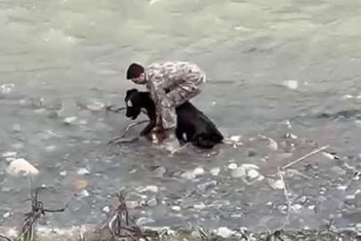 Siirt’te dereye düşen buzağı polis tarafından kurtarıldı