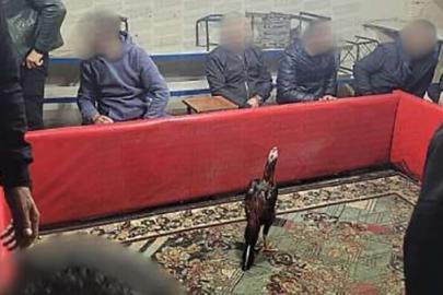 Siirt’te horoz dövüşüne suçüstü operasyon: 60 kişi yakalandı