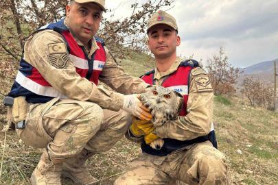 Siirt’te nesli tehlike altındaki kulaklı baykuş koruma altına alındı