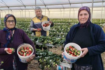 Silifke’de örtü altı çilekte bahar hasadı: Kilosu 140 ile 160 TL arasında