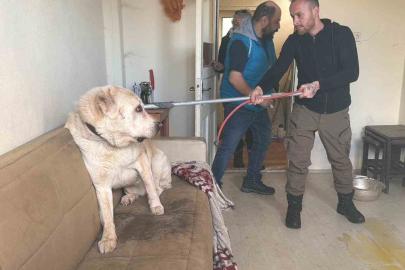 Sınır dışı edilen Rus kadının evinde 4 gündür aç olan 12 hayvan kurtarıldı