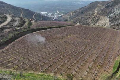 Siyahların ardında açan pembe şeftali çiçekleri