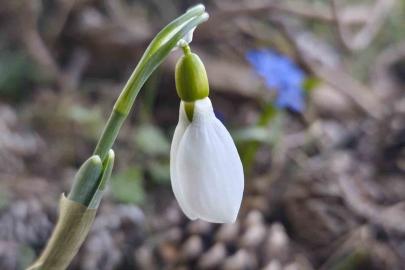 Spil’de kardelenler ikinci kez açtı