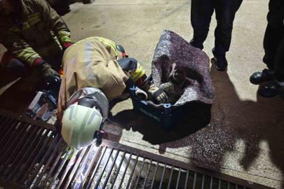 Su giderine yavrulayan anne kedi ve yavrularını itfaiye kurtardı