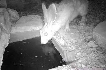 Su içen yaban hayvanları fotokapanla görüntülendi