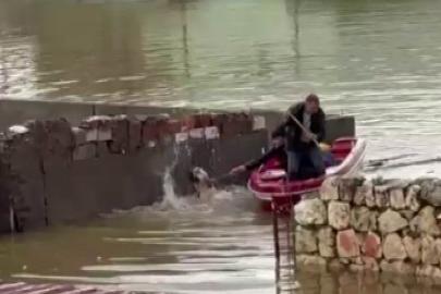 Su taşkınında evde mahsur kalan köpek, vatandaşların bindiği botla kurtarıldı