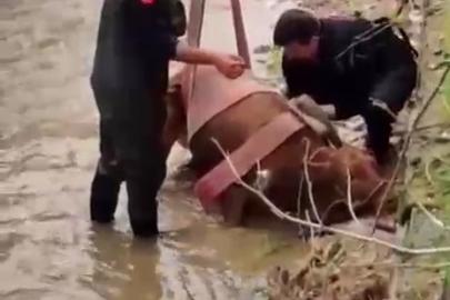 Sulama kanalına düşen ineği itfaiye kurtardı