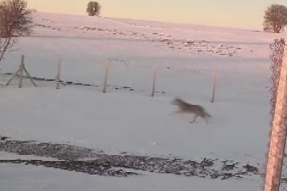 Sürüden ayrılarak mahsur kalan kurt, cep telefonu ile görüntülendi