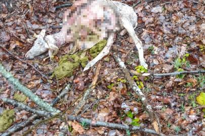 Sürüye kurt saldırdı: 18 koç ve 5 teke telef oldu